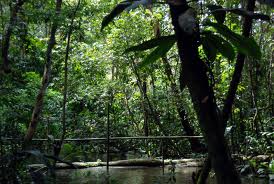 Gráfica alusiva a Política forestal en Colombia: pistas para un debate urgente
